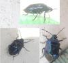 Zicrona caerulea